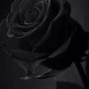 lema010101