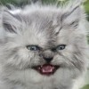 lintushka
