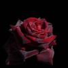 jack-redrouse