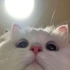 xelloy-uwu