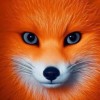 fennec3003