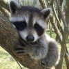 rracoon