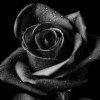 user08279307
