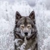 wolf4ik-yt