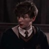 greyvssalamander