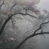paper-somnium