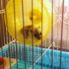 myhamstervasilisa