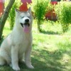 sibirianhusky