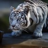 belaja-tigra