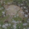 ll-your-gay-ll
