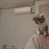 meowwwlilgav