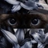 ravenvalewxk