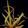 drosera-regia-8e3cc