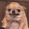 localdog