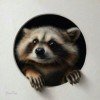 raccoonxd