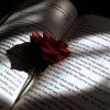 scarlet-rose