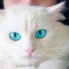 liza-zaika