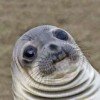 smiling-seal