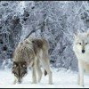 angrywolfblac