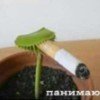 lishchdagestan