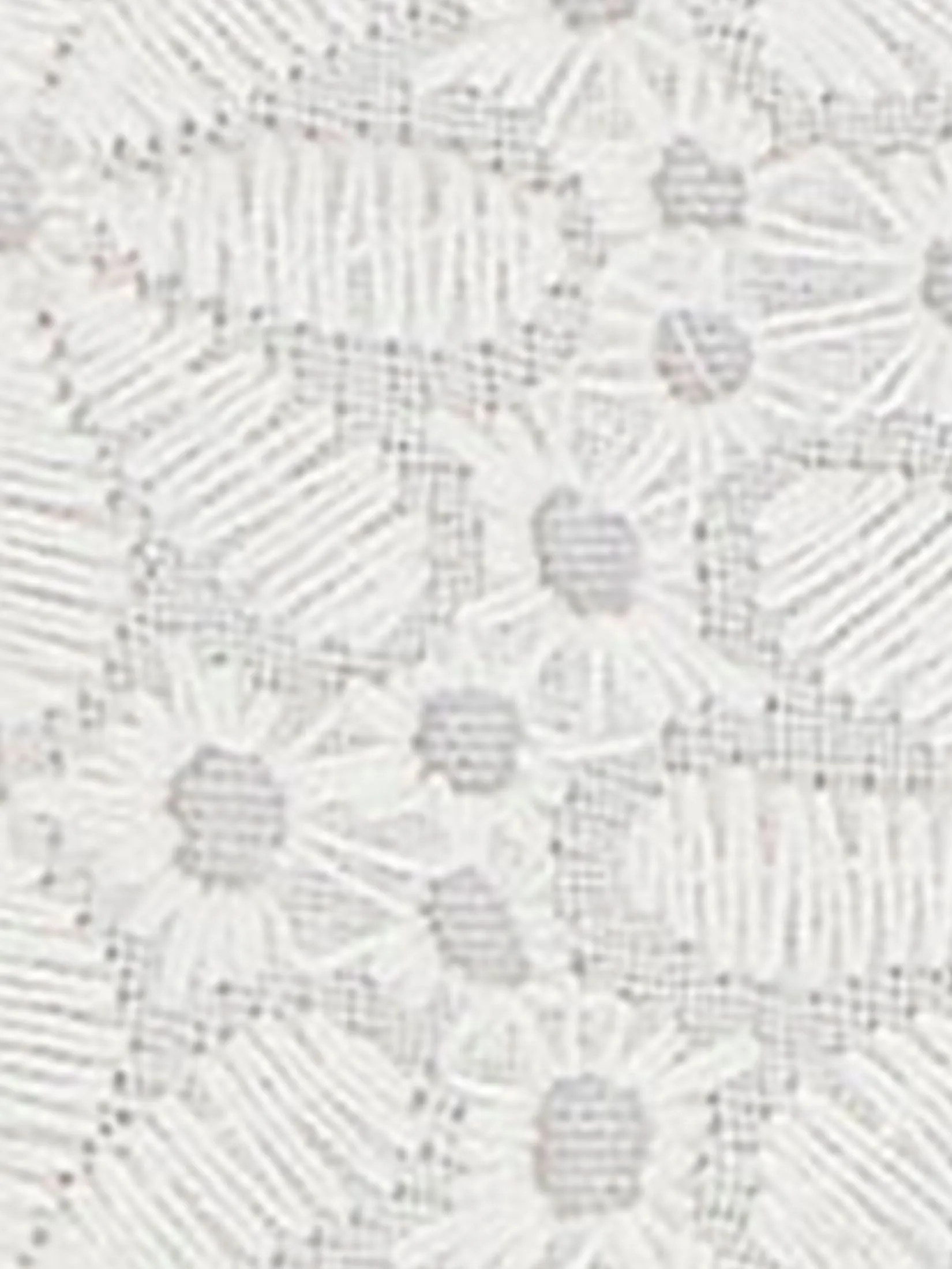 KEDS Women Champion Festival Eyelet Snow White