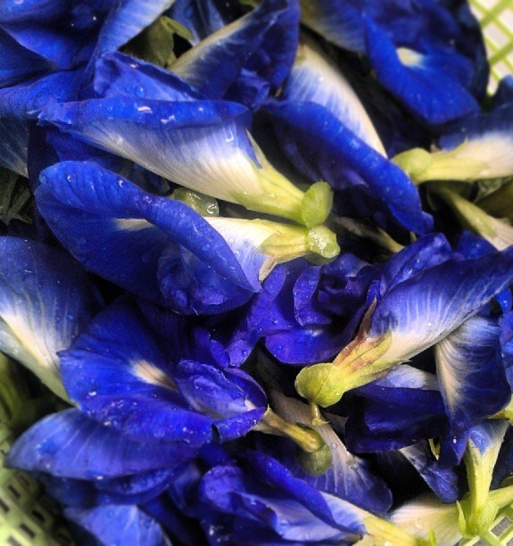 Чай синий Клитория листовой цветочный фасованный 500 гр