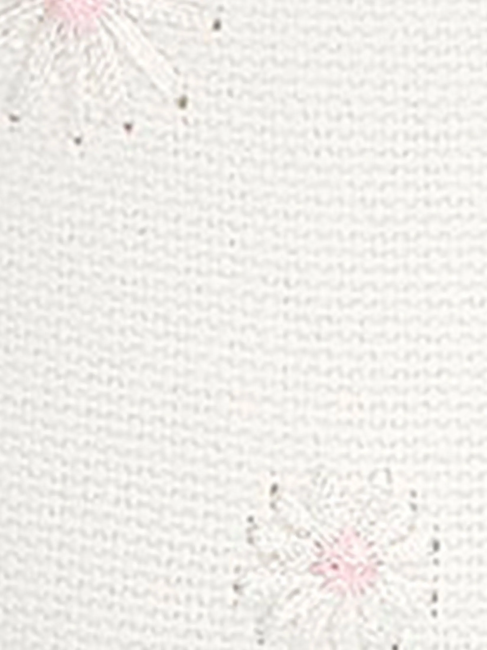 KEDS Women Champion Canvas Daisy Embroidery White