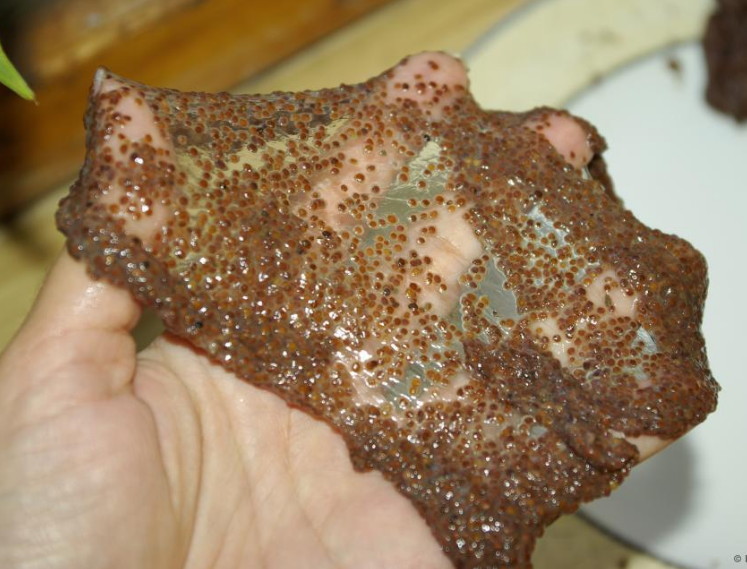 Коллагеновая маска из семян водорослей 15 гр