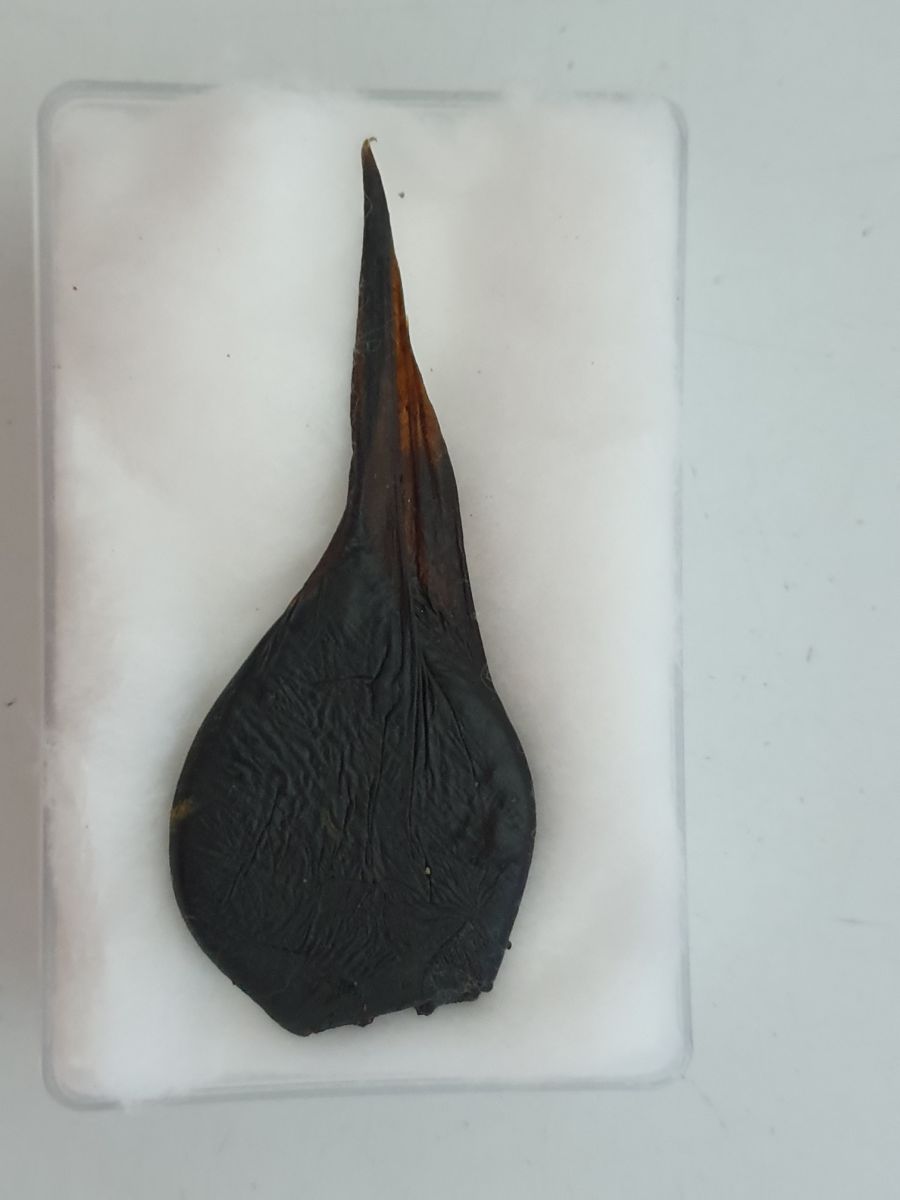 Желчный пузырь питона со змеиной фермы 2 шт