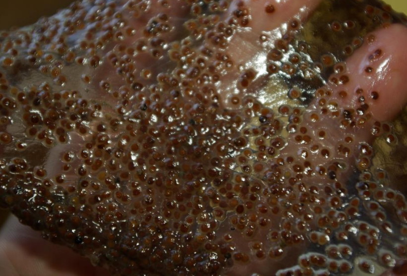 Коллагеновая маска из семян водорослей 15 гр