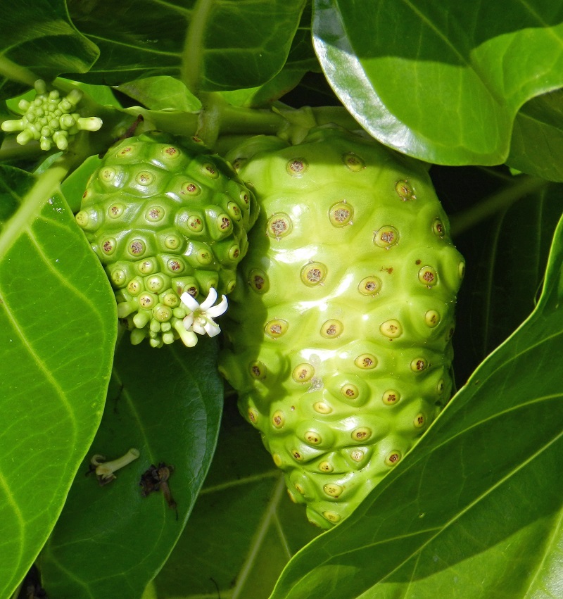 Чай из листьев нони 30 гр