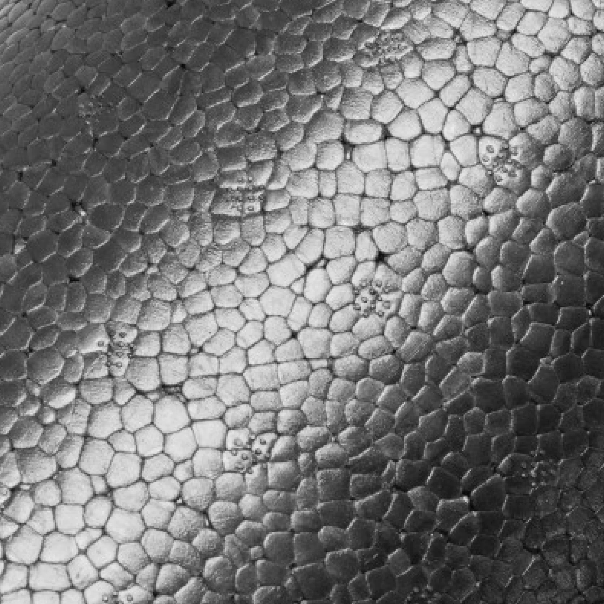 MDBuddy โฟมโรลเลอร์ 60 x 15cm EPP (MDF019) - Black - ONE SIZE