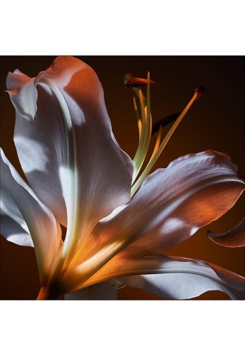 Women Fragrance Libre Flowers & Flames Eau De Parfum Florale 30 mL - 100% оригинал фото 4