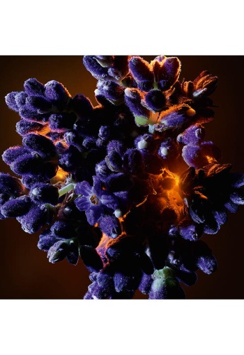 Women Fragrance Libre Flowers & Flames Eau De Parfum Florale 30 mL - 100% оригинал фото 8