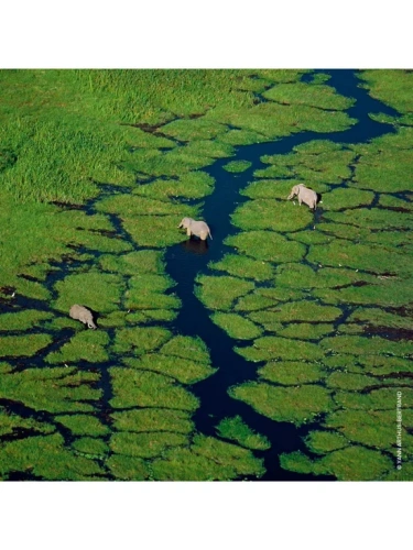 Aqua Allegoria - Flora Cherrysia  Eau de Toilette 125 mL - 100% оригинал фото 4