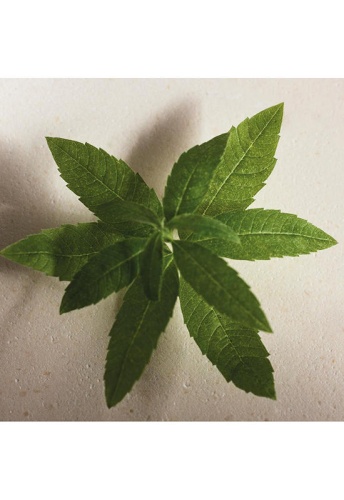 Women Fragrance Atelier des Fleurs Verbena Eau de Parfum 50 mL - 100% оригинал фото 3