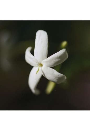 Nomade Naturelle Eau de Parfum 50ml - 100% оригинал фото 4