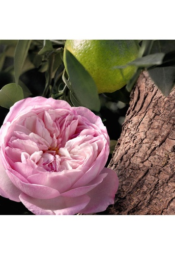 Signature Rose Naturelle Intense 30 mL. - 100% оригинал фото 4