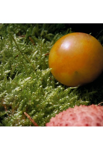 Nomade Eau de Toilette 50 ML - 100% оригинал фото 4