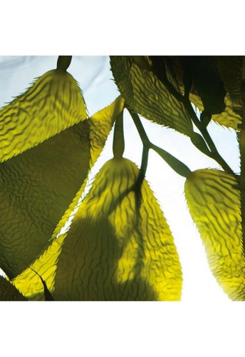 The Renewal Oil 30 mL - 100% оригинал фото 2