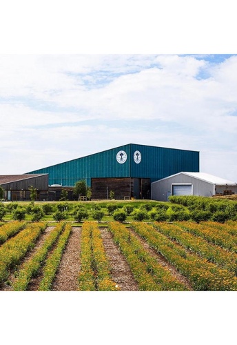 Frankincense Intense™ Lift Cream 50 g - 100% оригинал фото 4 Frankincense Intense™ Lift Cream 50 g - 100% оригинал фото 4