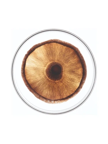 Cyane Invigorating Shampoo 250 mL - 100% оригинал фото 3