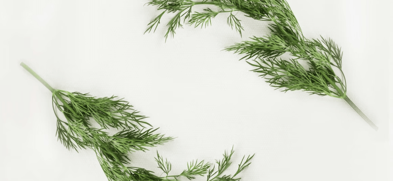 Ваше здоровье прямо с грядки. Укроп повышает аппетит и потенцию, чистит сосуды и устраняет метеоризм