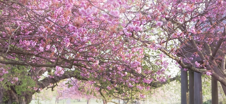 Физалис земляничный: полезные свойства, вред и применение