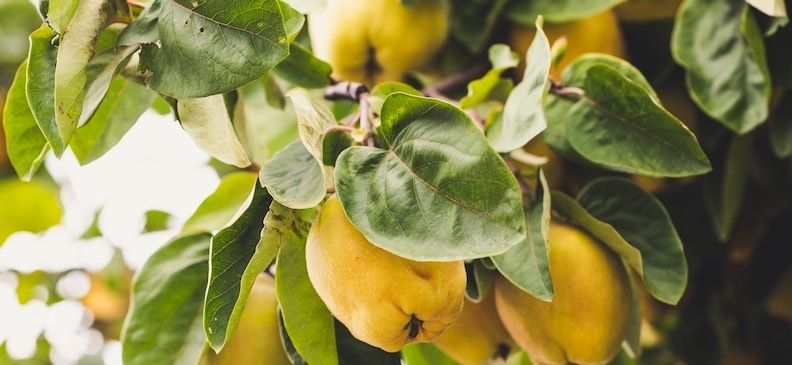 Айва: польза и вред, рецепты и применение, использование для похудения.