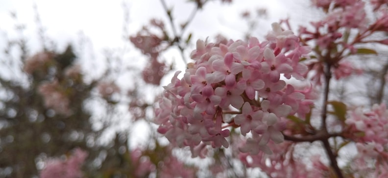 Калина: польза и вред для здоровья, применение в кулинарии и медицине, использование для похудения