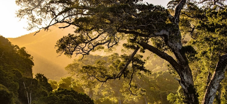 Золотая слива: польза и вред, дозировка для взрослых и детей, рецепты и использование для похудения