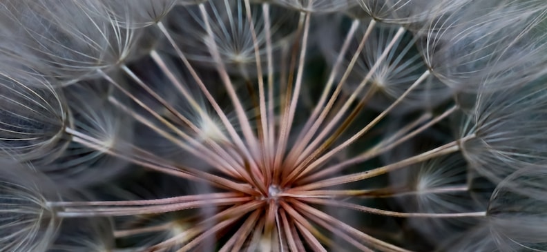 Козлобородник: описание продукта, польза и вред, применение и возможности для похудения