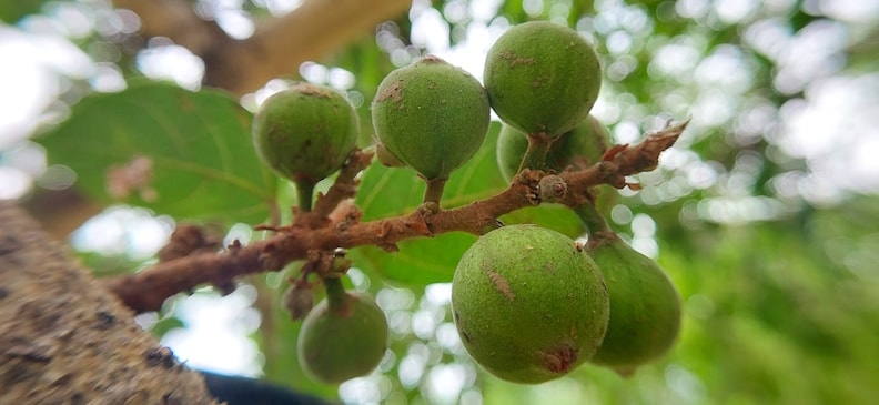 Индийский инжир: польза и вред, применение и рецепты, количество для детей и взрослых