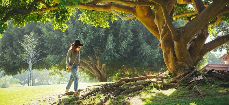 Саламандровое дерево: полезные свойства и применение в кулинарии